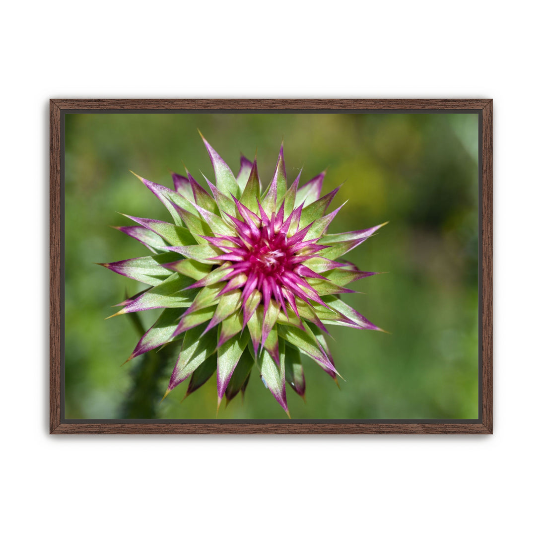 Colorado Flower