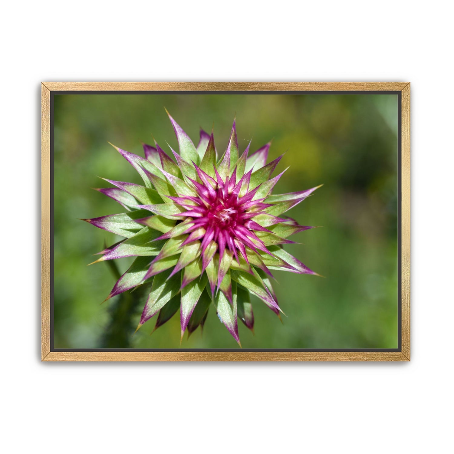 Colorado Flower