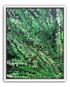 Under Fern Cover