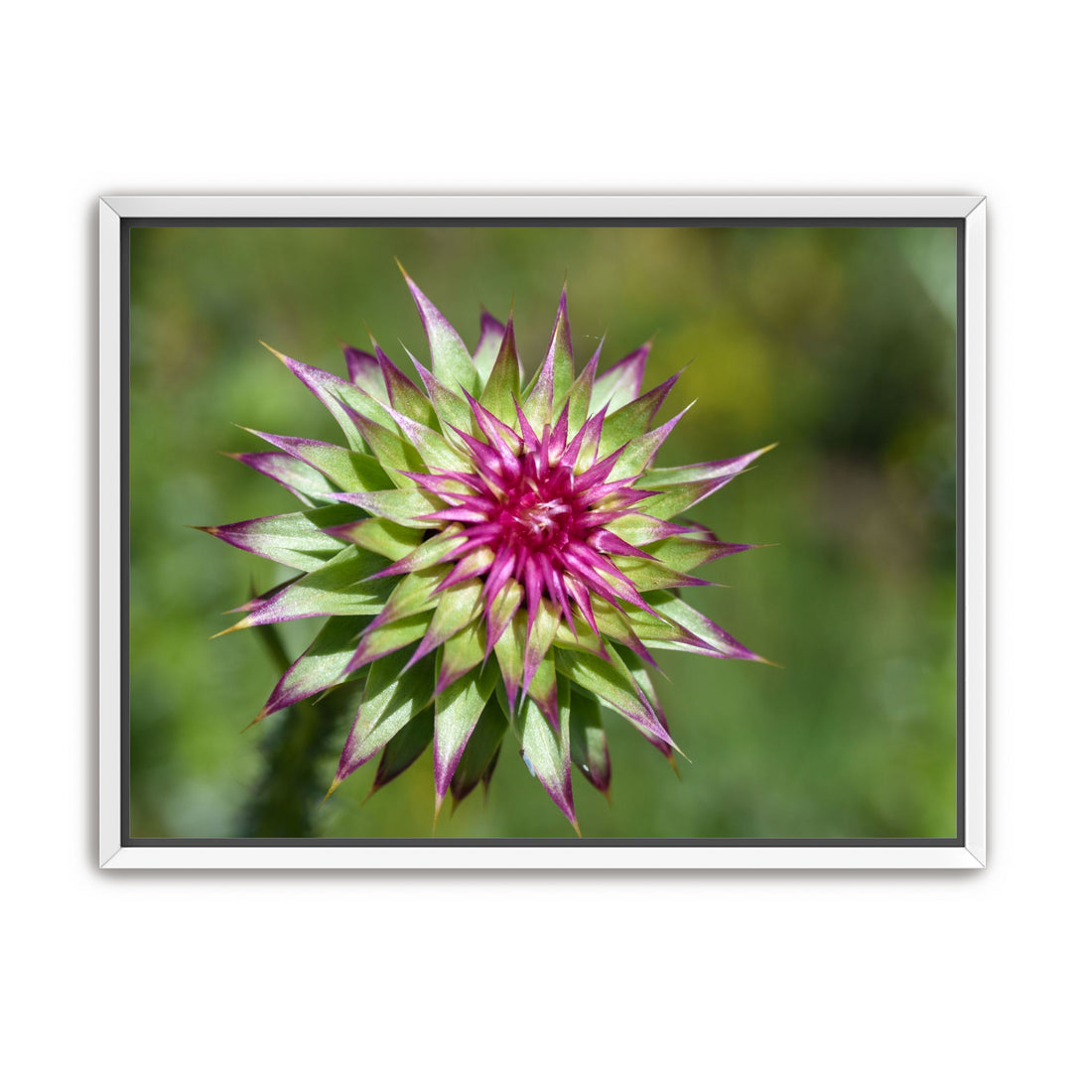 Colorado Flower