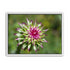 Colorado Flower