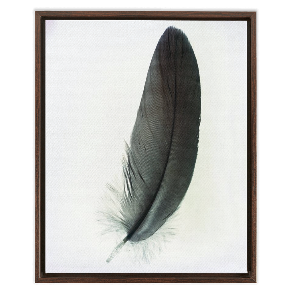 Feather Study 