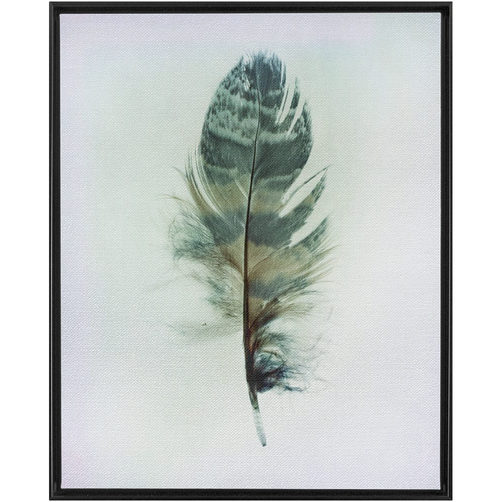 Feather Study 