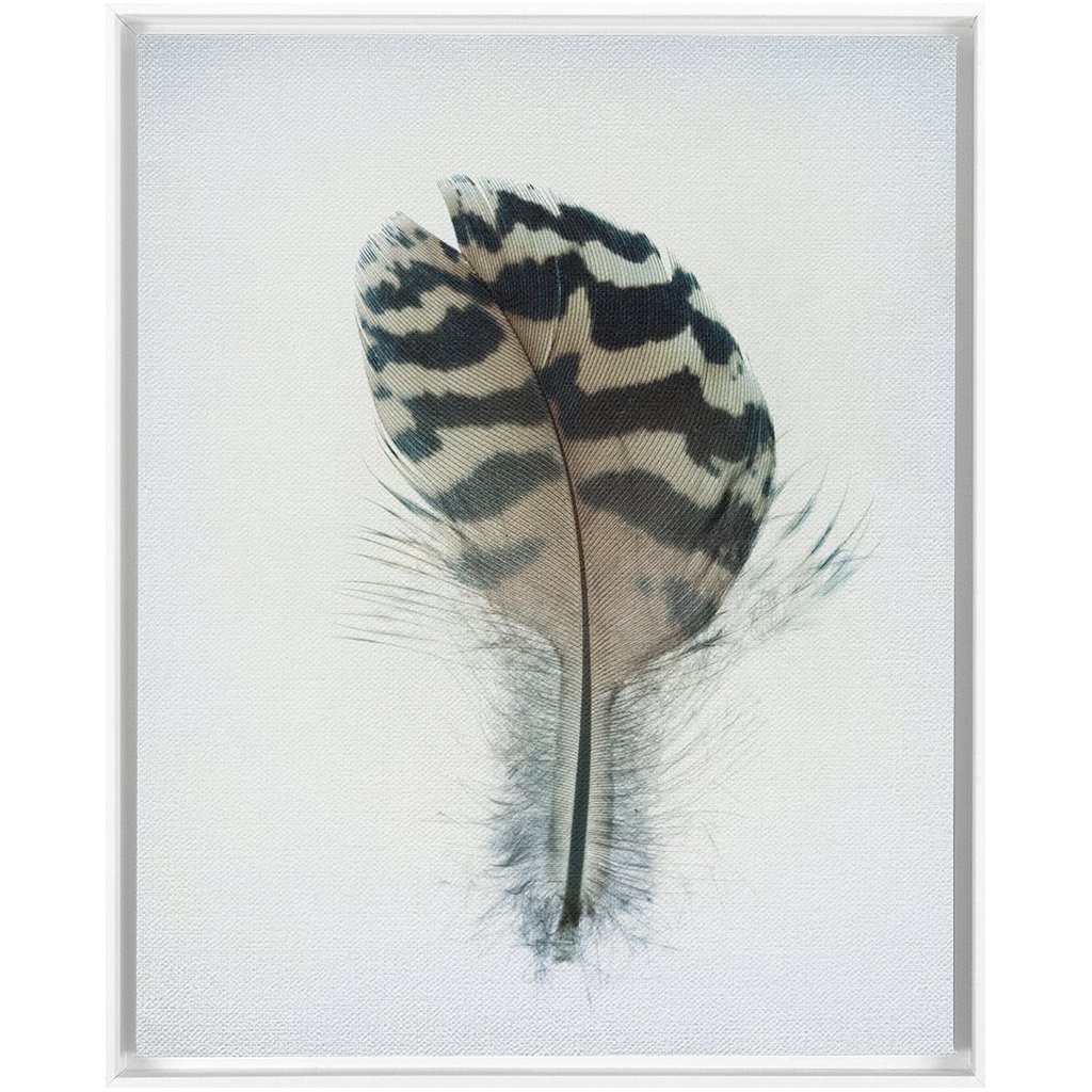 Feather Study 