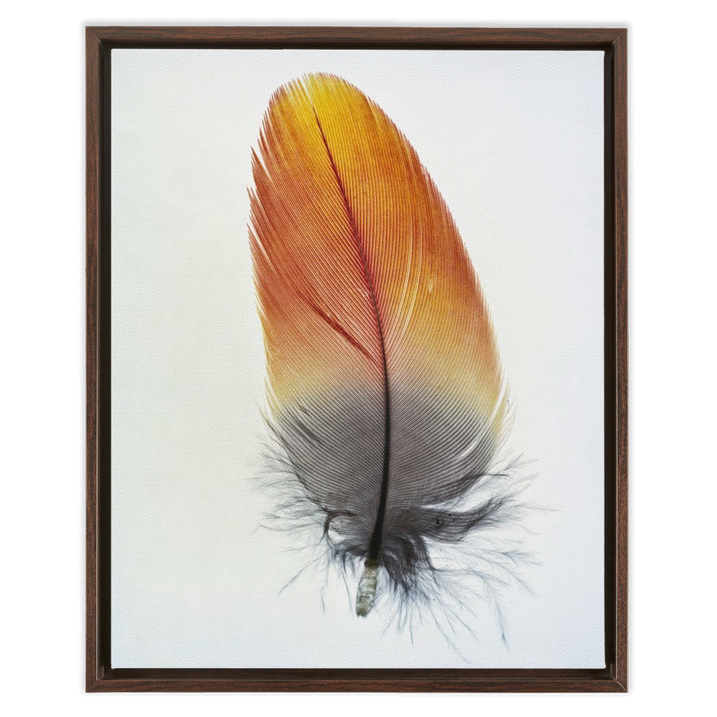 Feather Study 