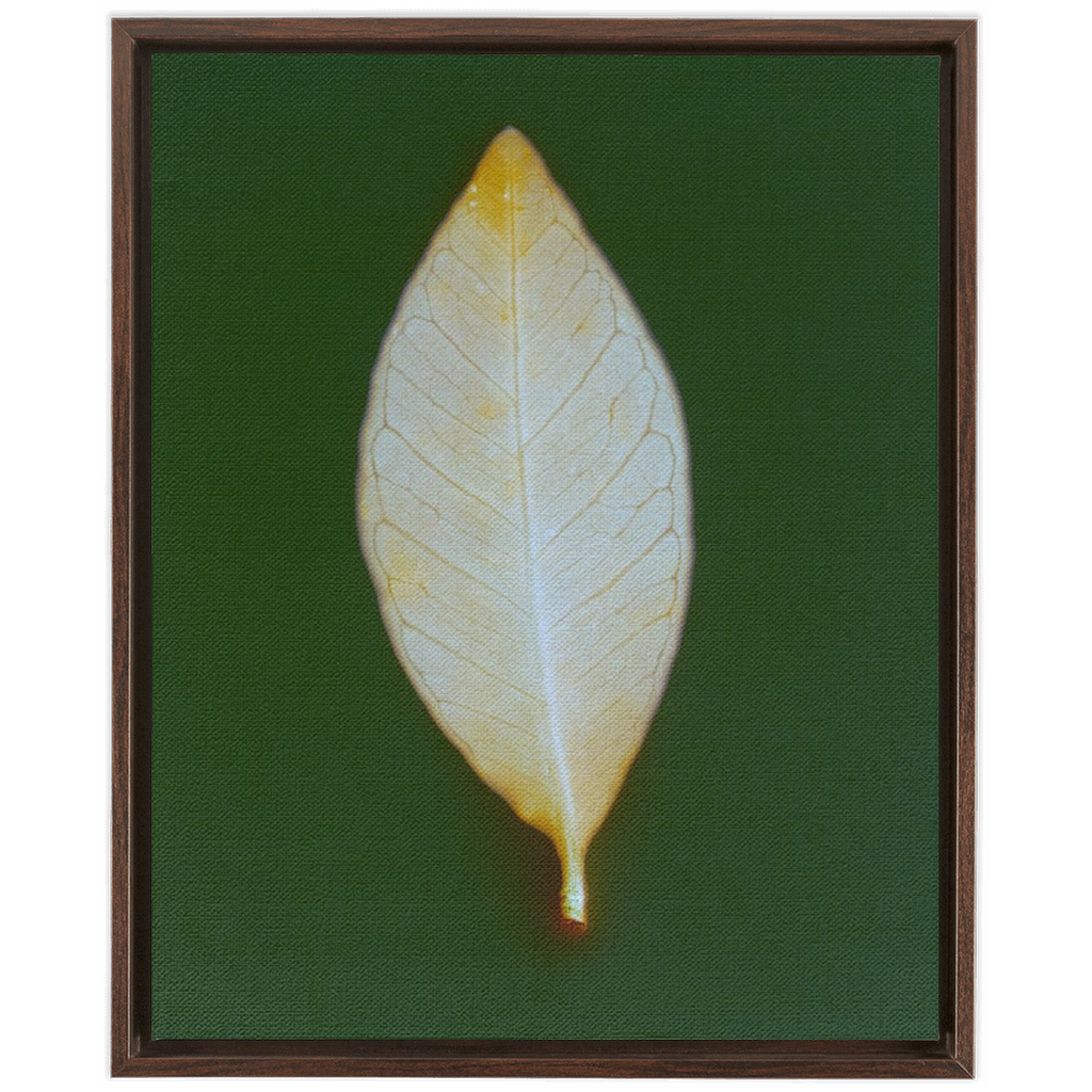 Guava Leaf