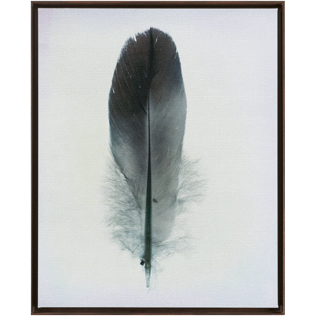 Feather Study 