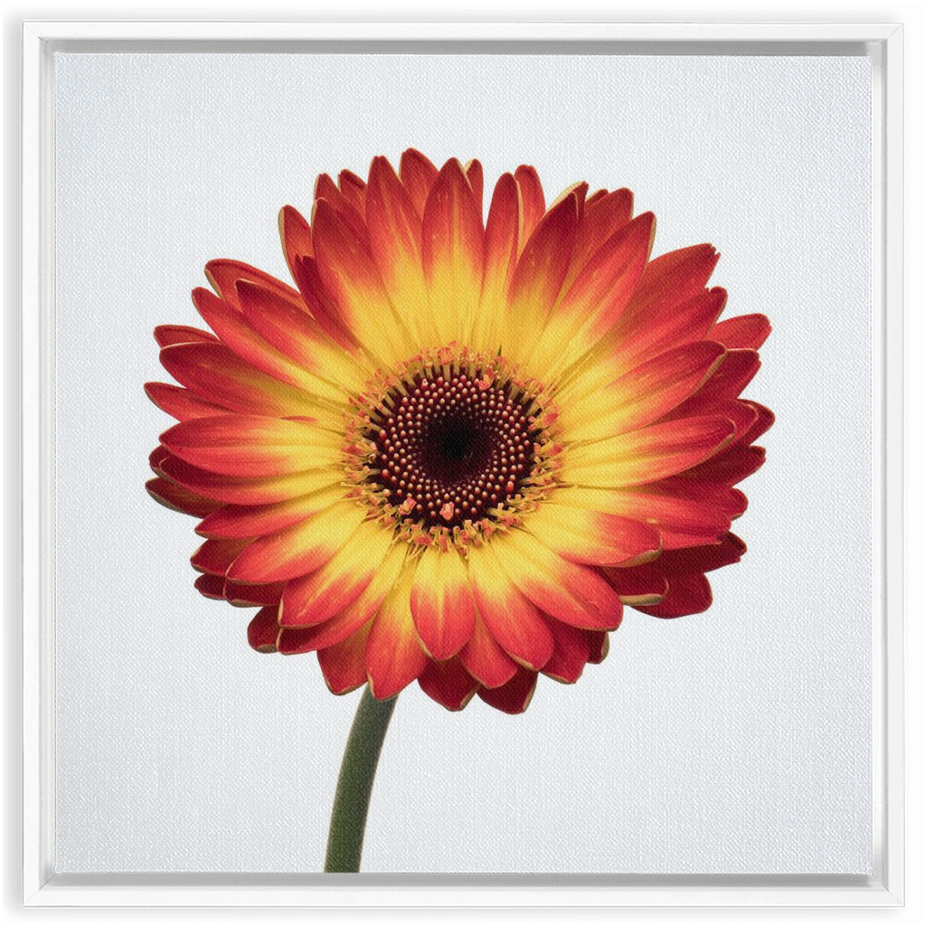 Flaming Gerbera