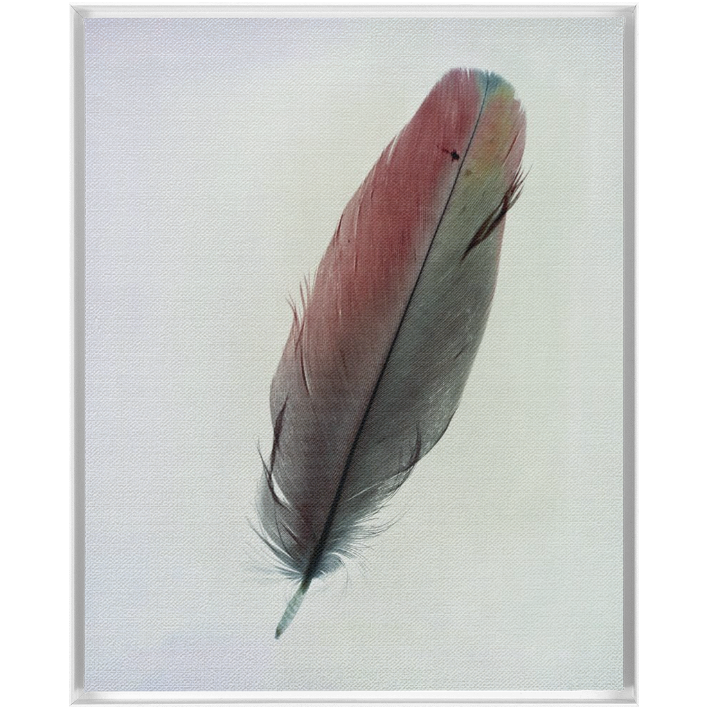 Feather Study 