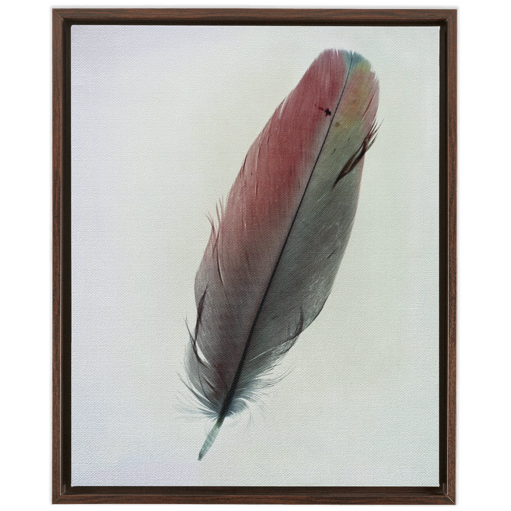 Feather Study 