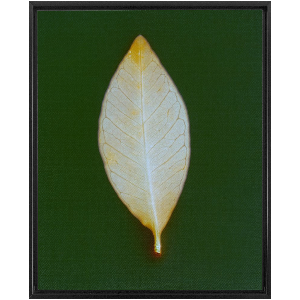 Guava Leaf