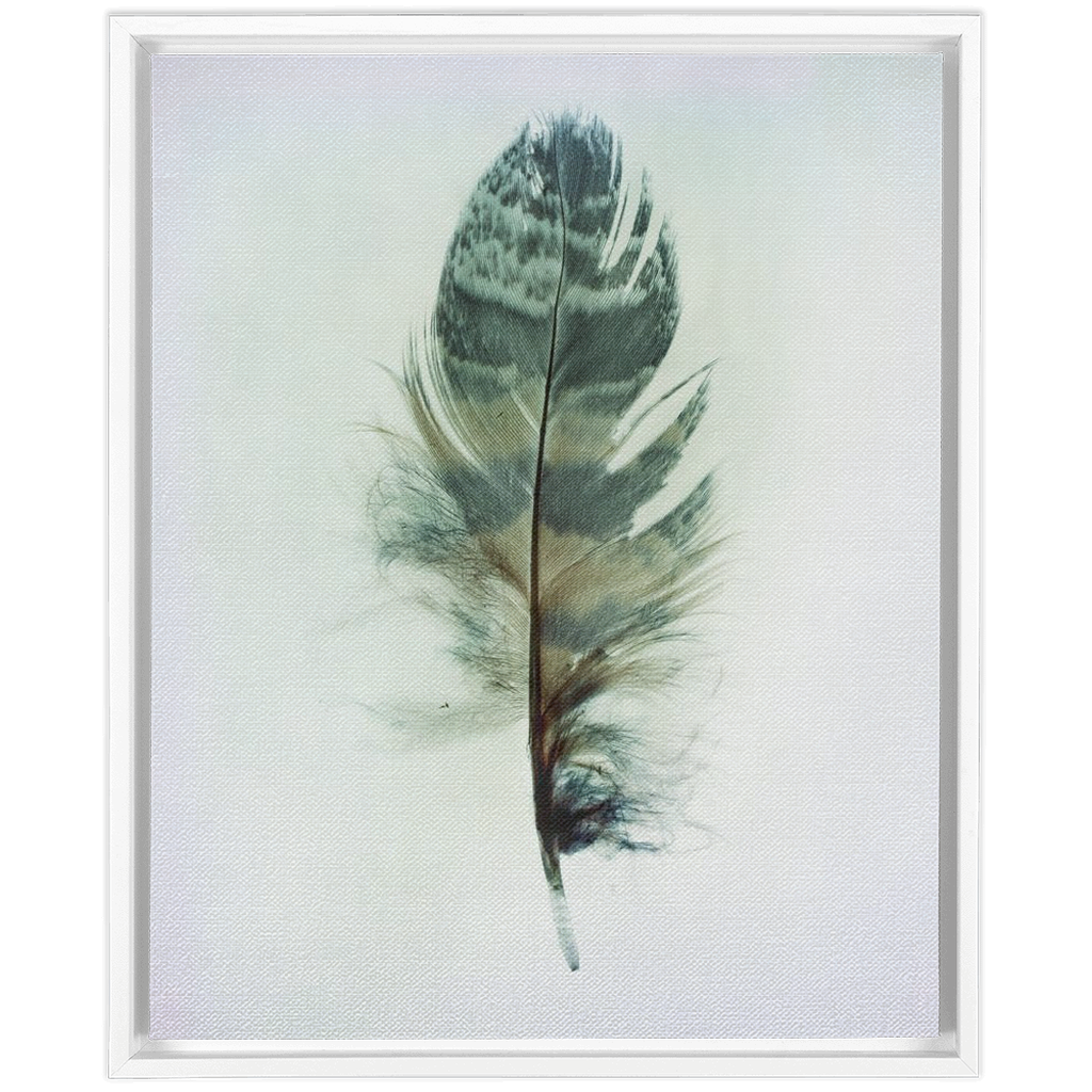 Feather Study 