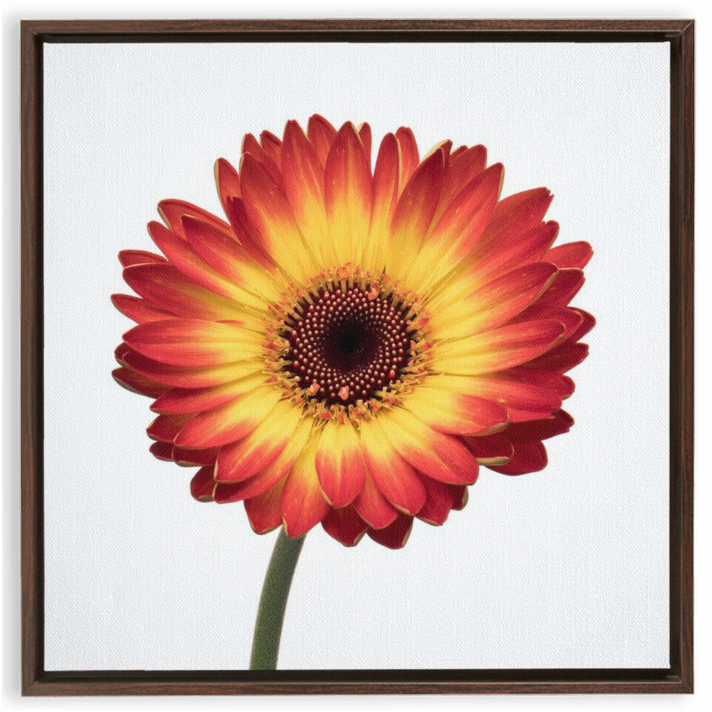 Flaming Gerbera