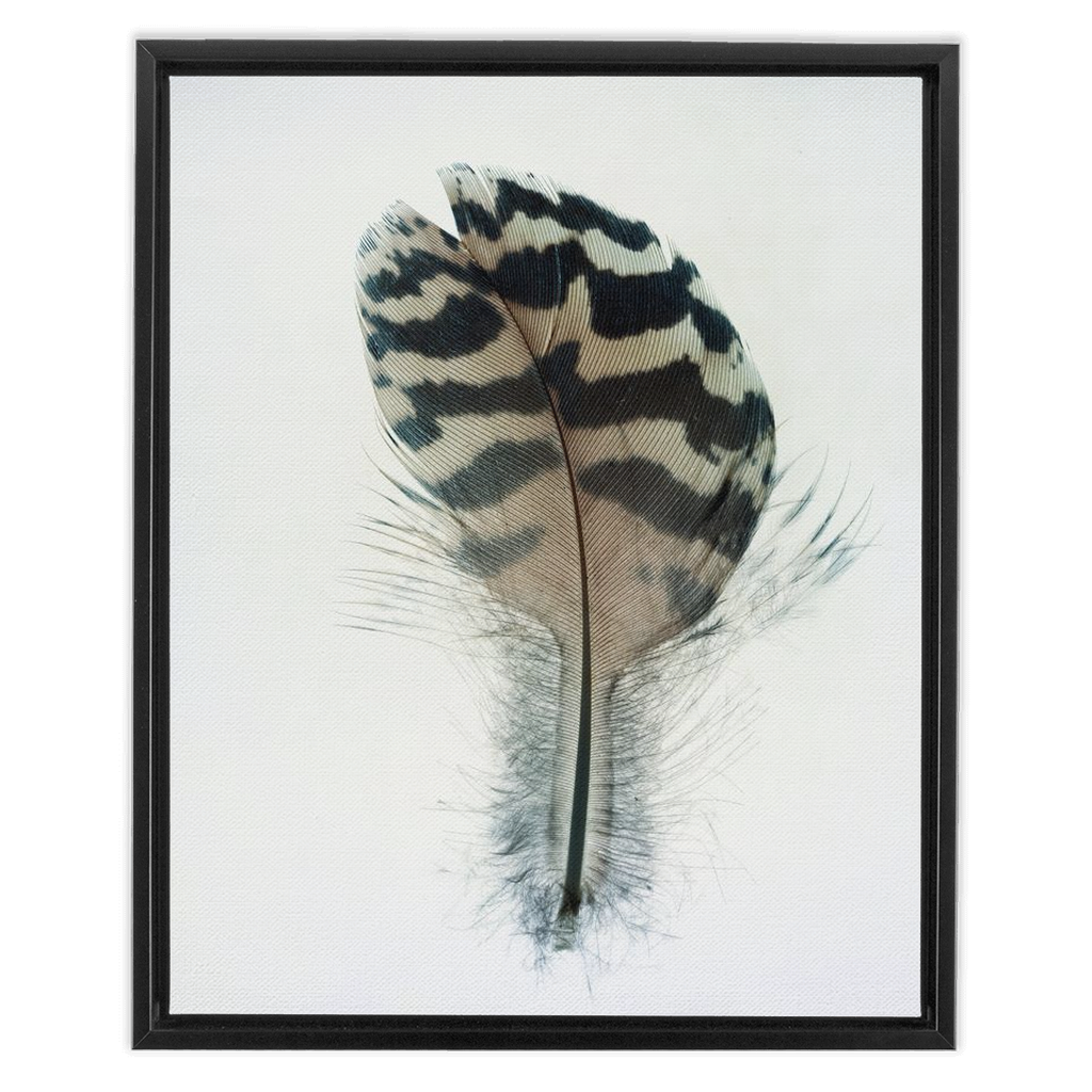 Feather Study 