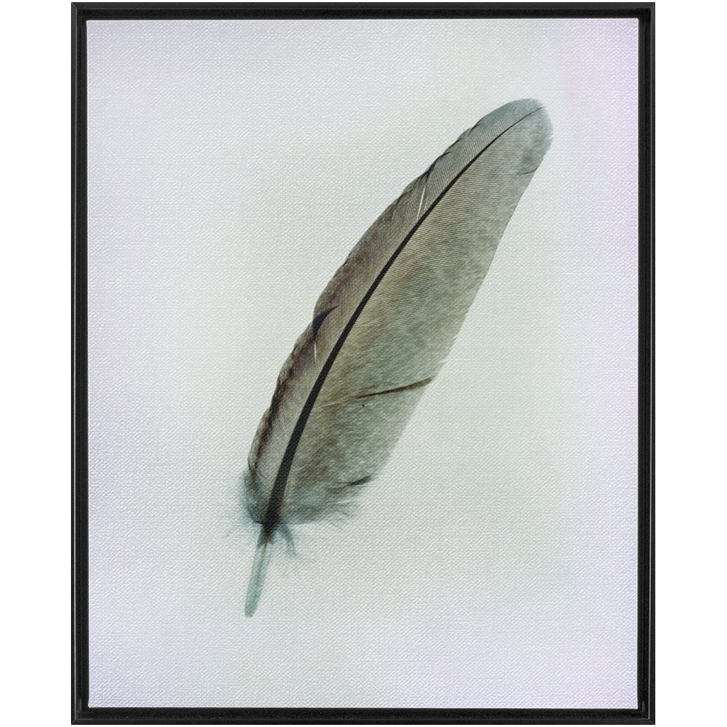 Feather Study 