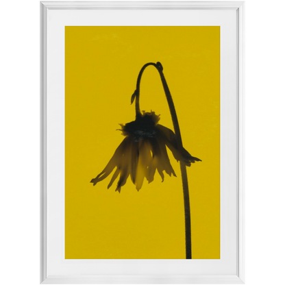 Polaroid Colour Study 