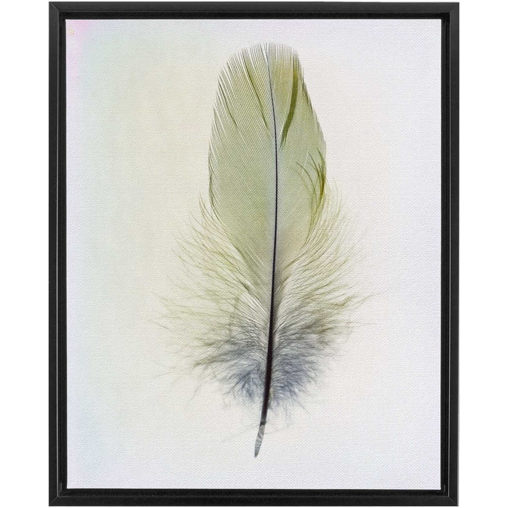 Feather Study 