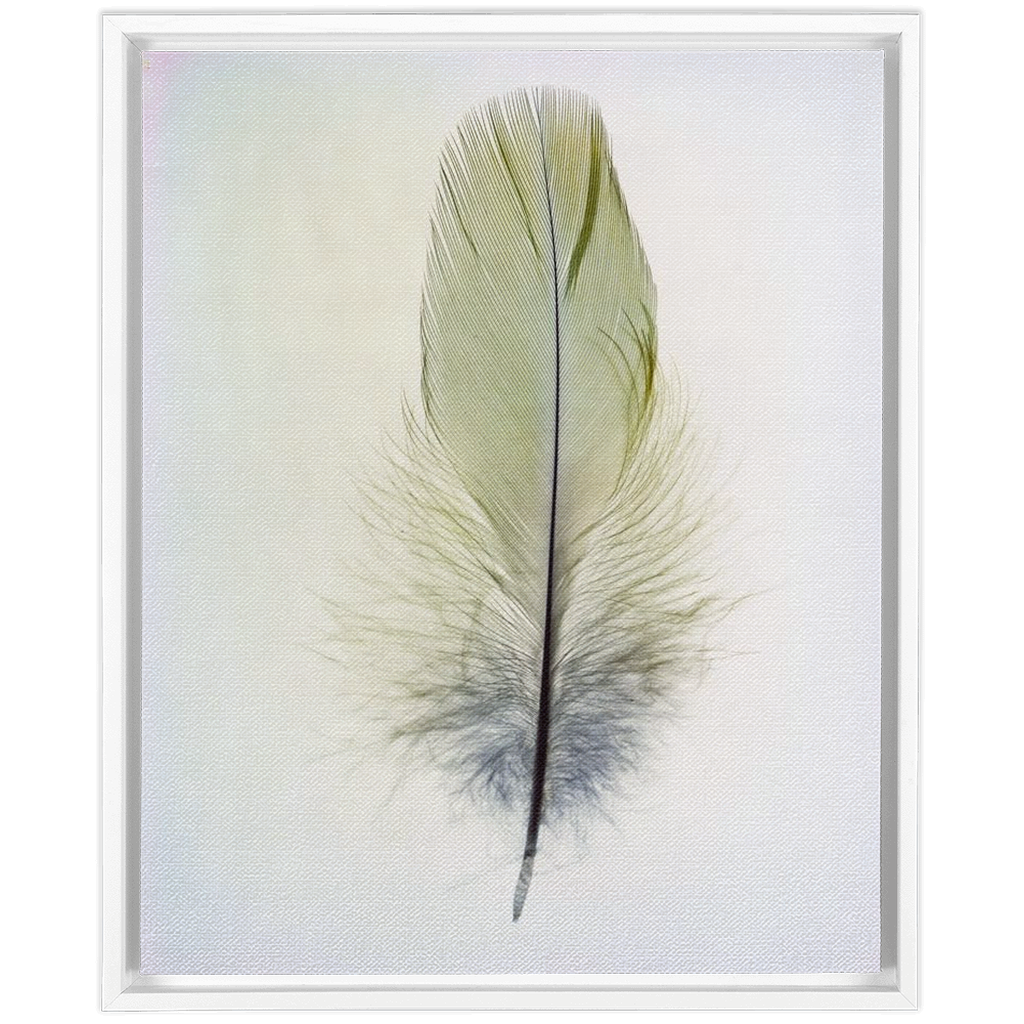 Feather Study 