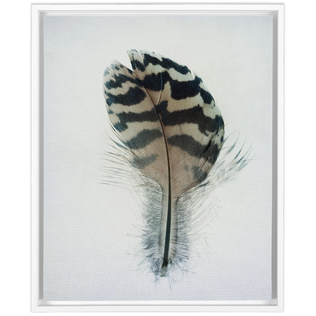 Feather Study 