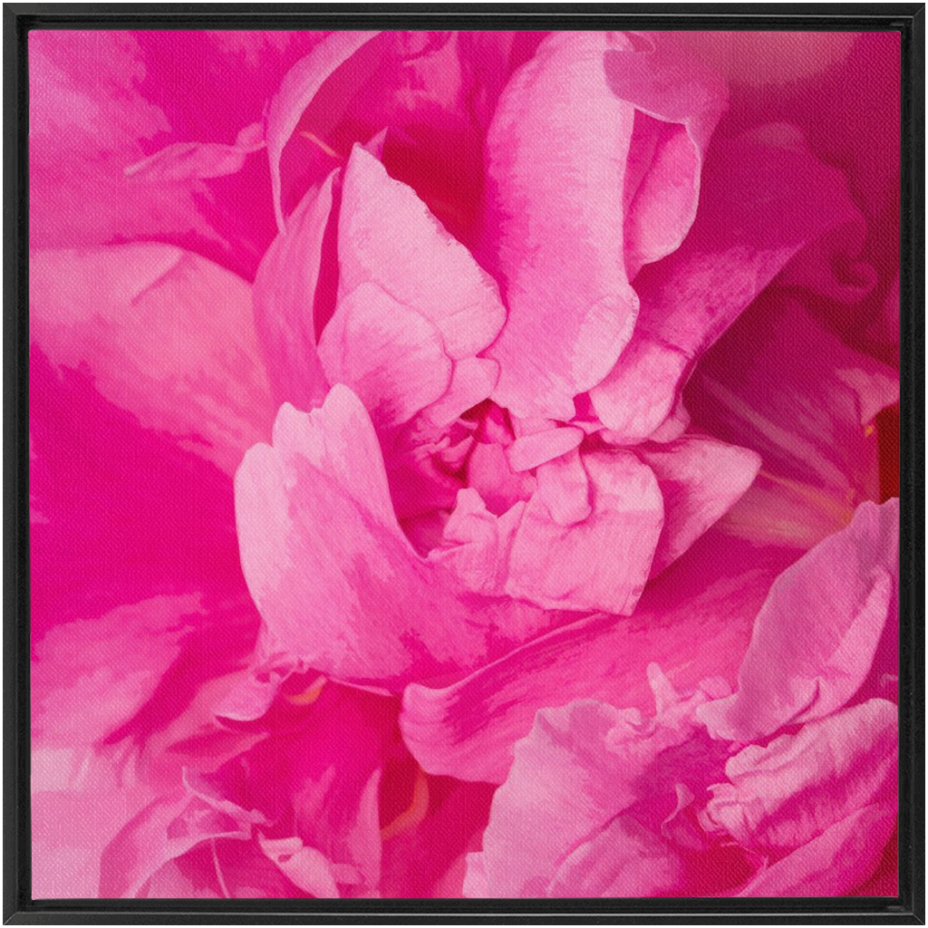 Peony Graphic 1