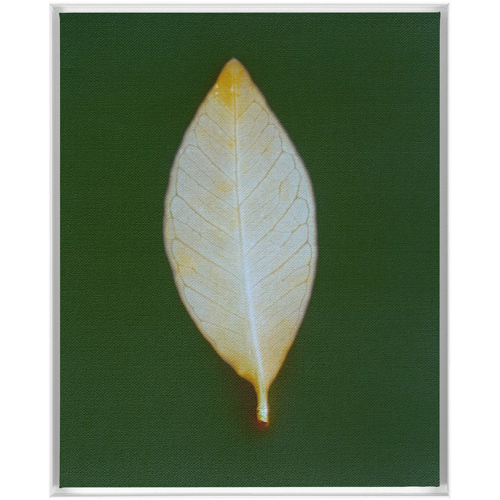 Guava Leaf