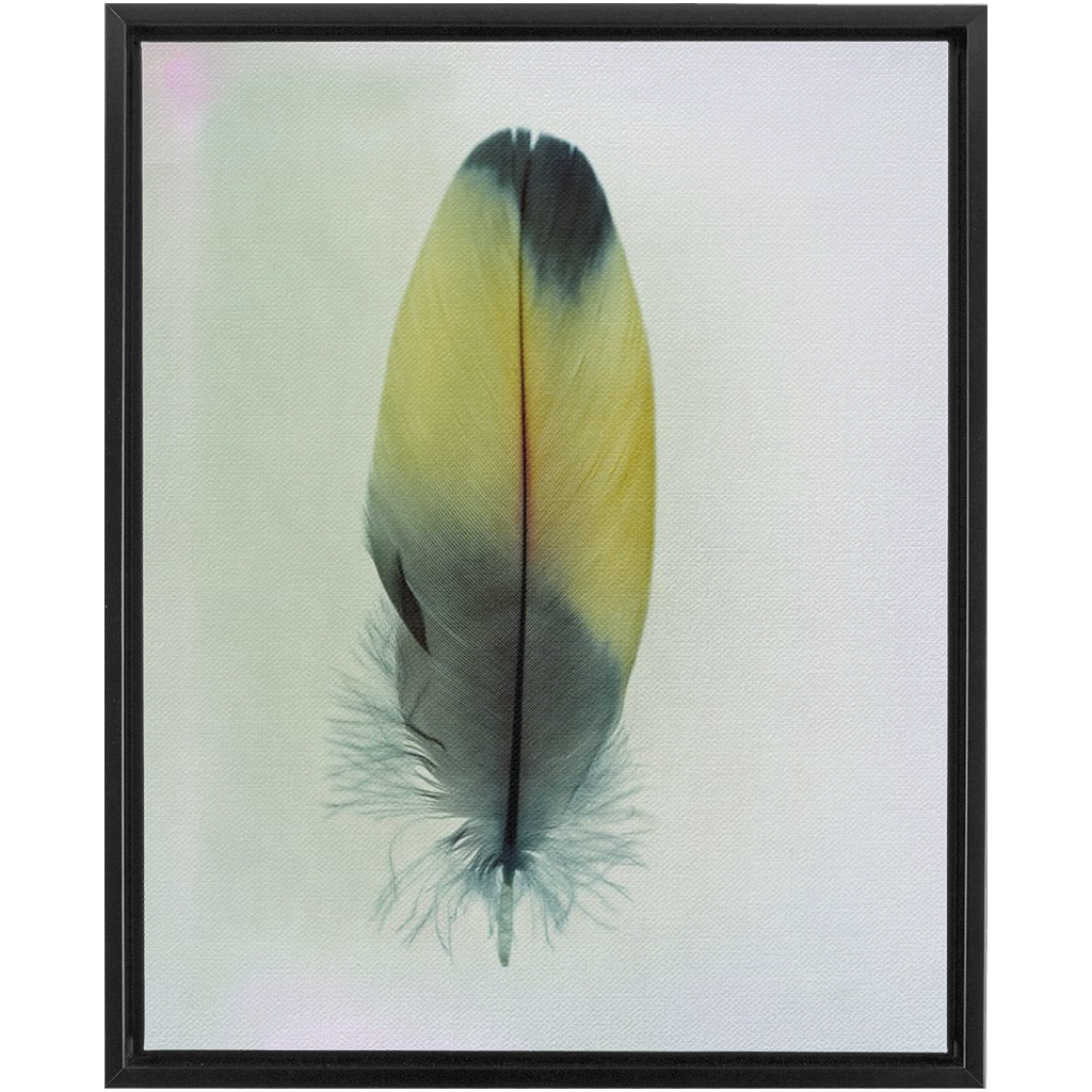 Feather Study 