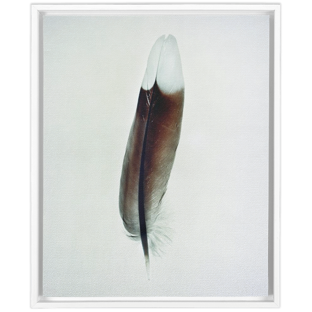 Feather Study 