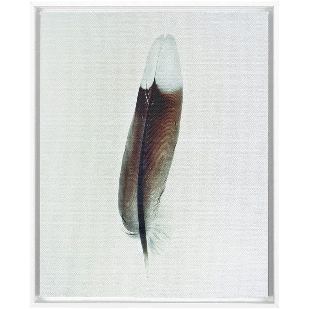 Feather Study 