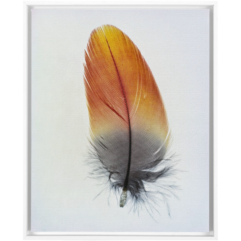 Feather Study 