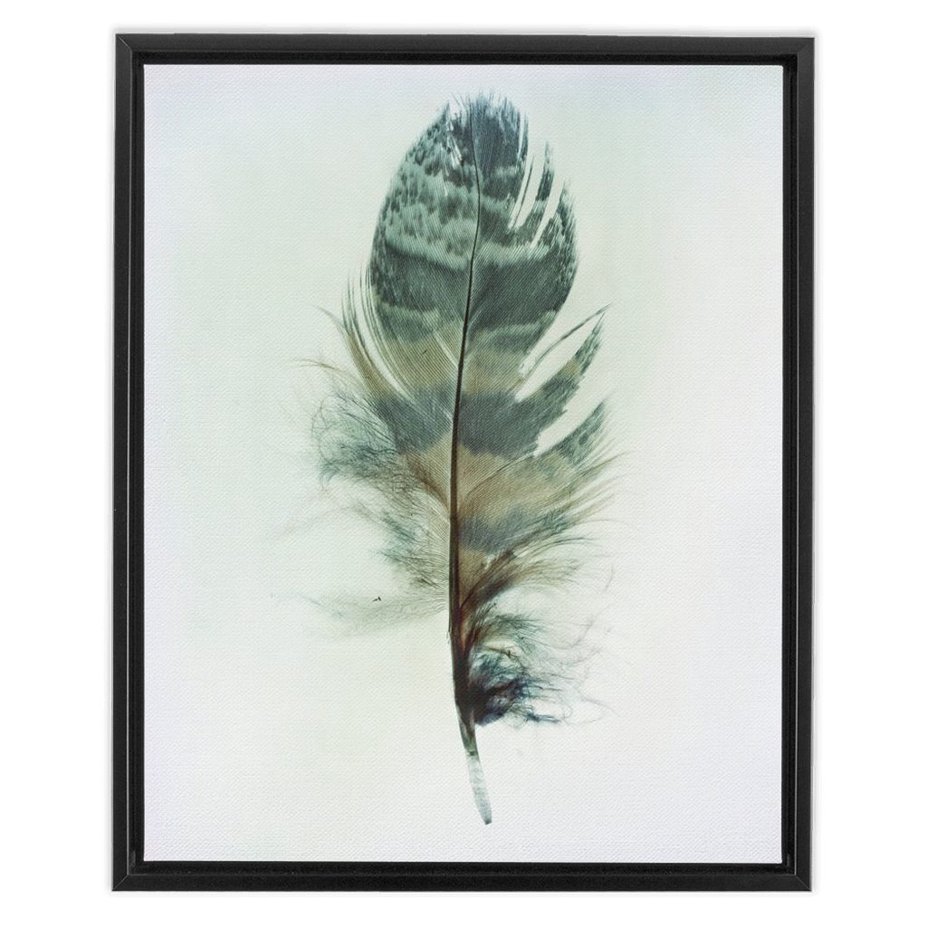 Feather Study 