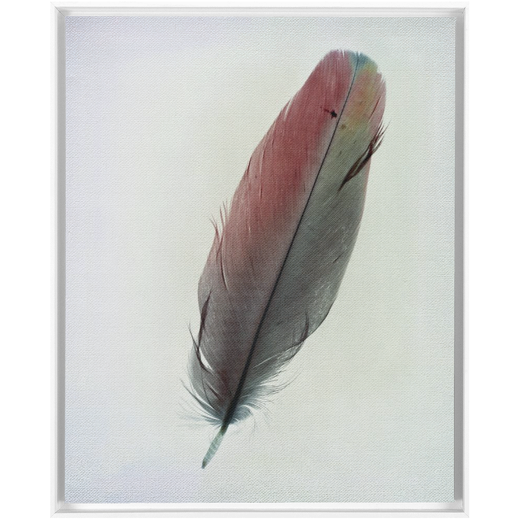 Feather Study 