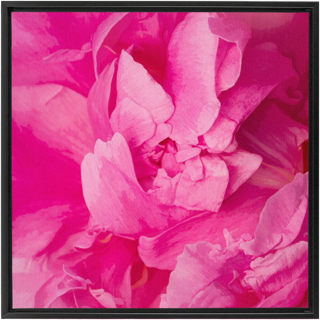 Peony Graphic 1