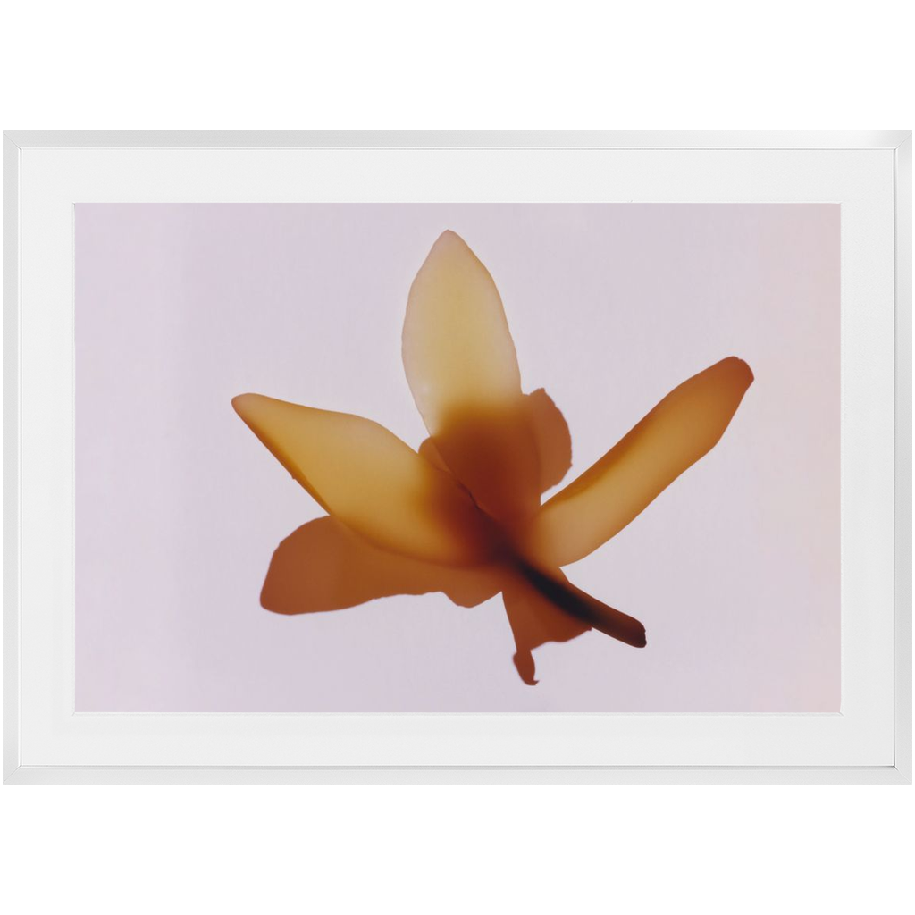 Polaroid Colour Study