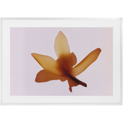 Polaroid Colour Study 