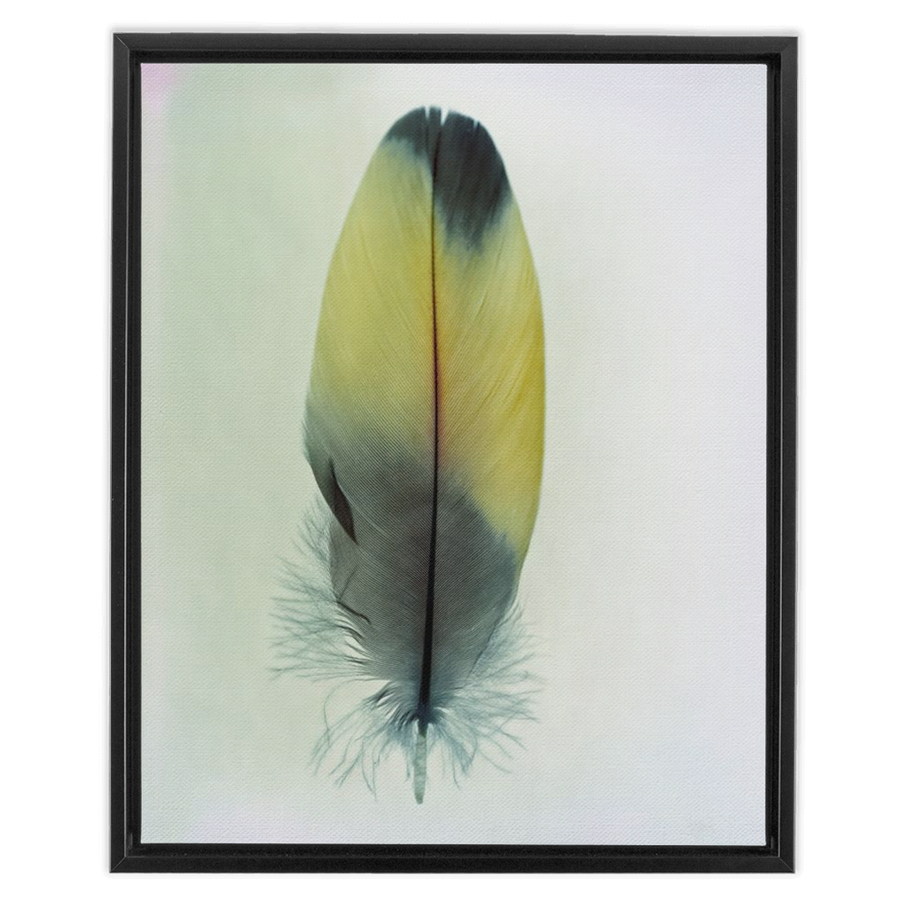 Feather Study 