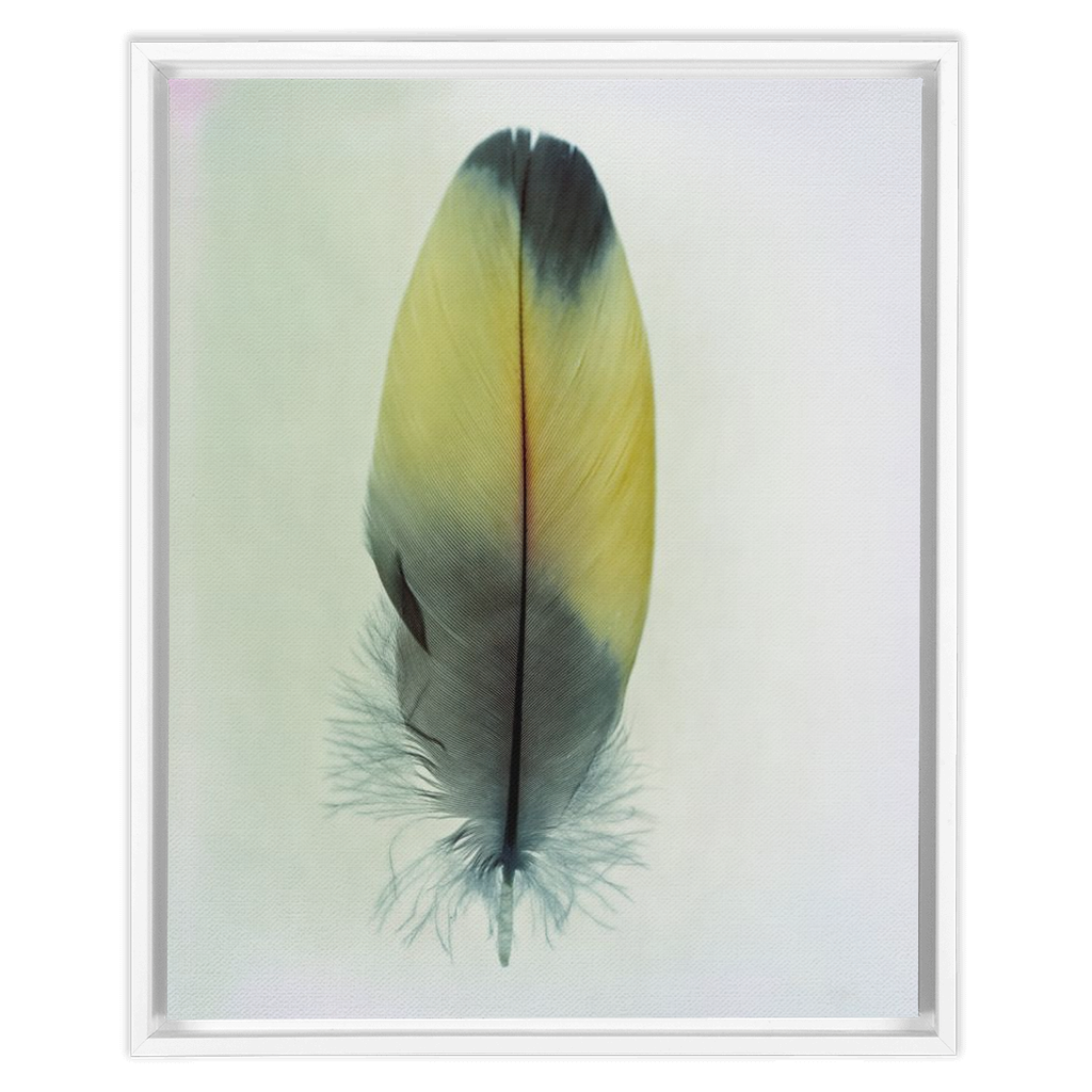 Feather Study 