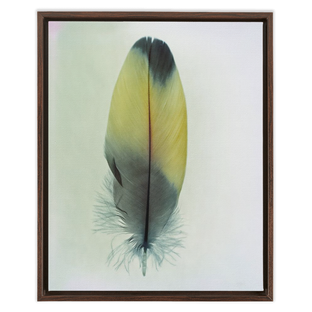 Feather Study 