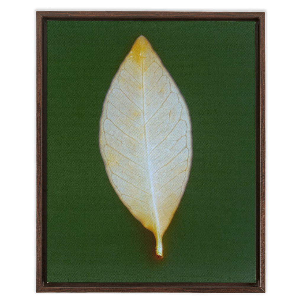 Guava Leaf