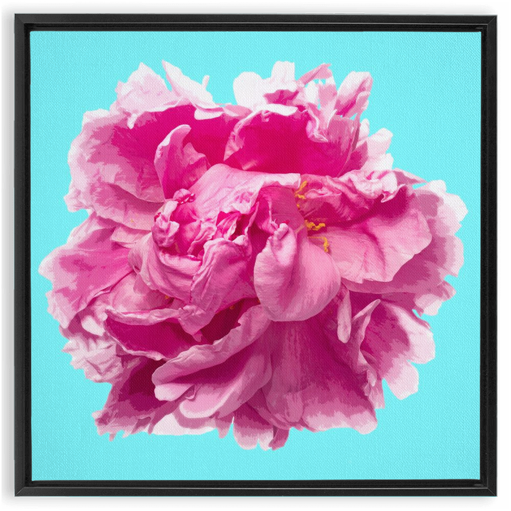 Pink Peony on Cyan