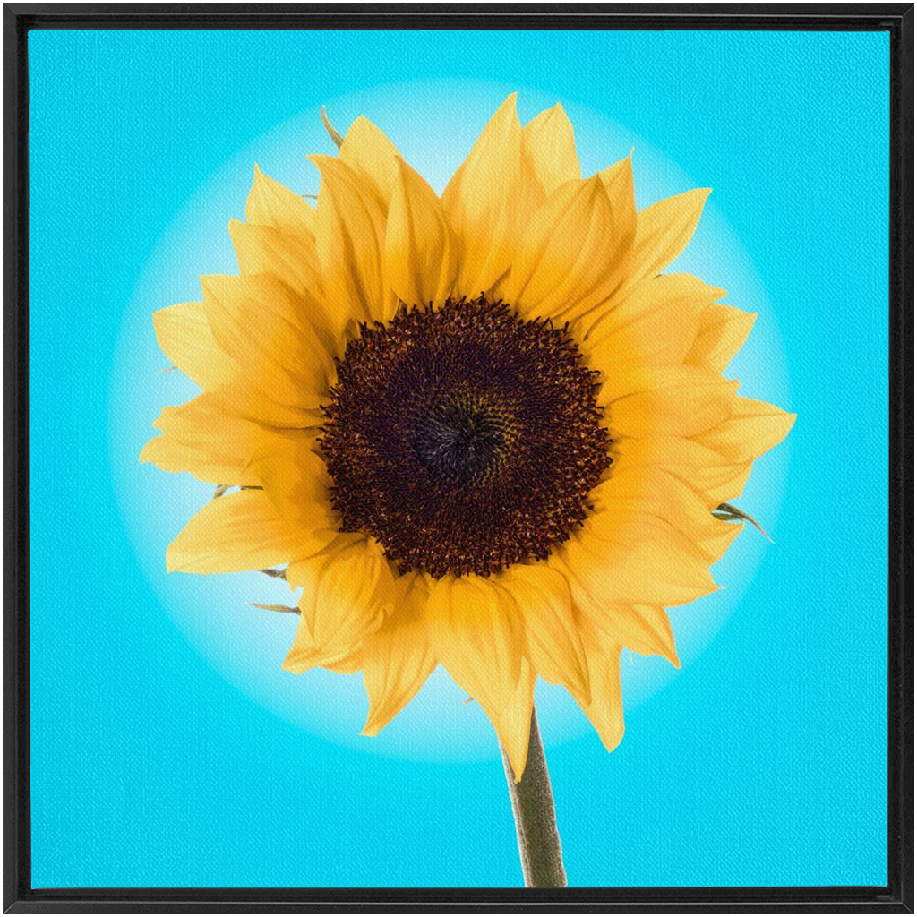 Summer Sun Flower