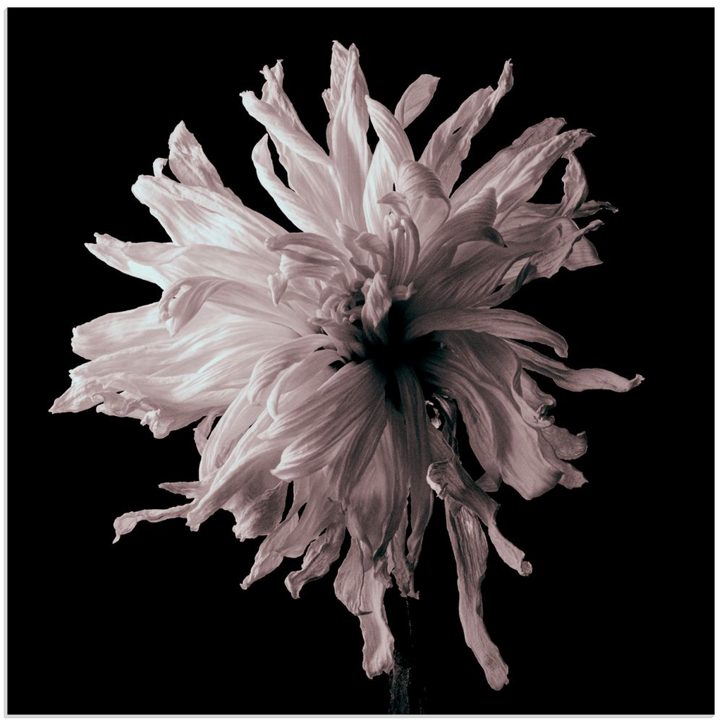 Dried White Chrysanthemum