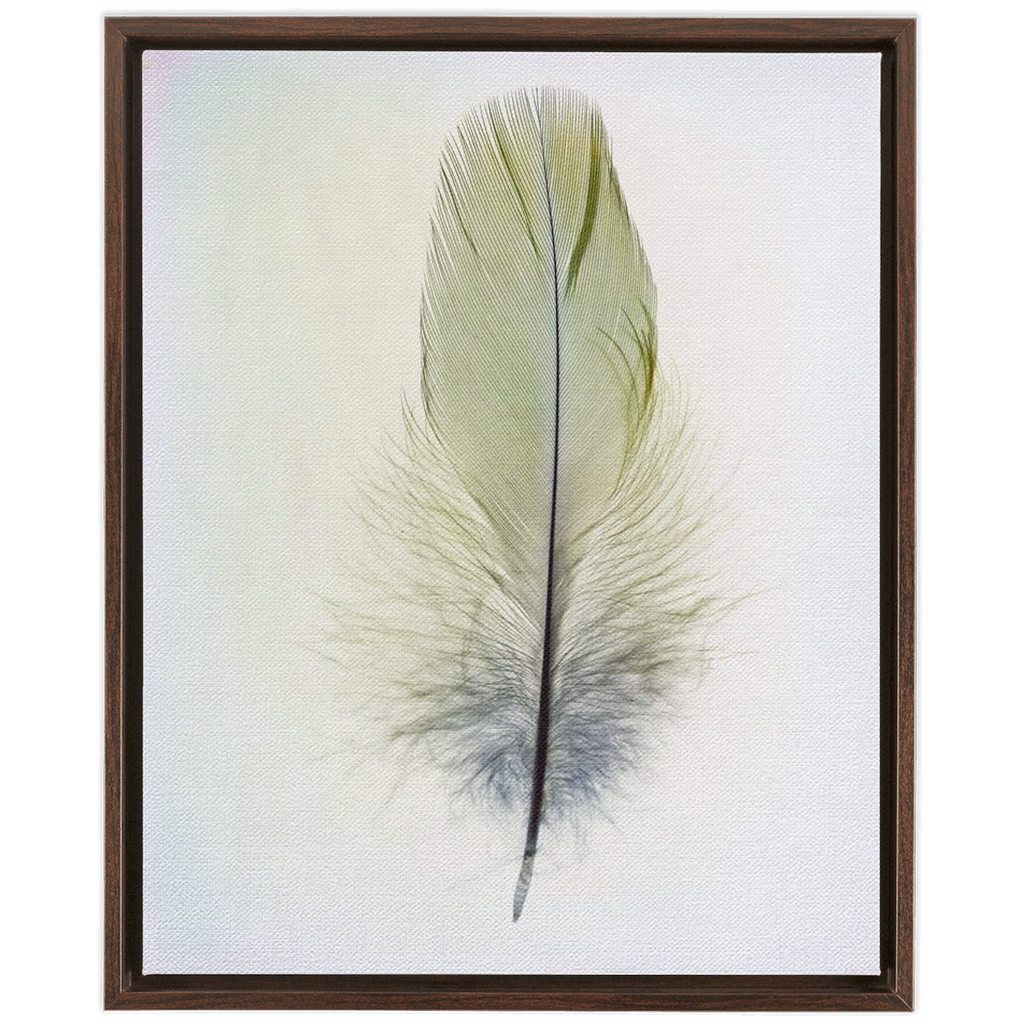 Feather Study 