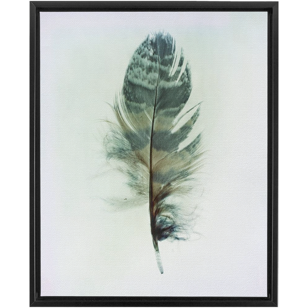 Feather Study 