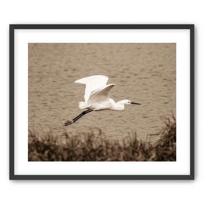 Egret