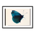 Butterfly Study 