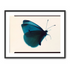 Butterfly Study 