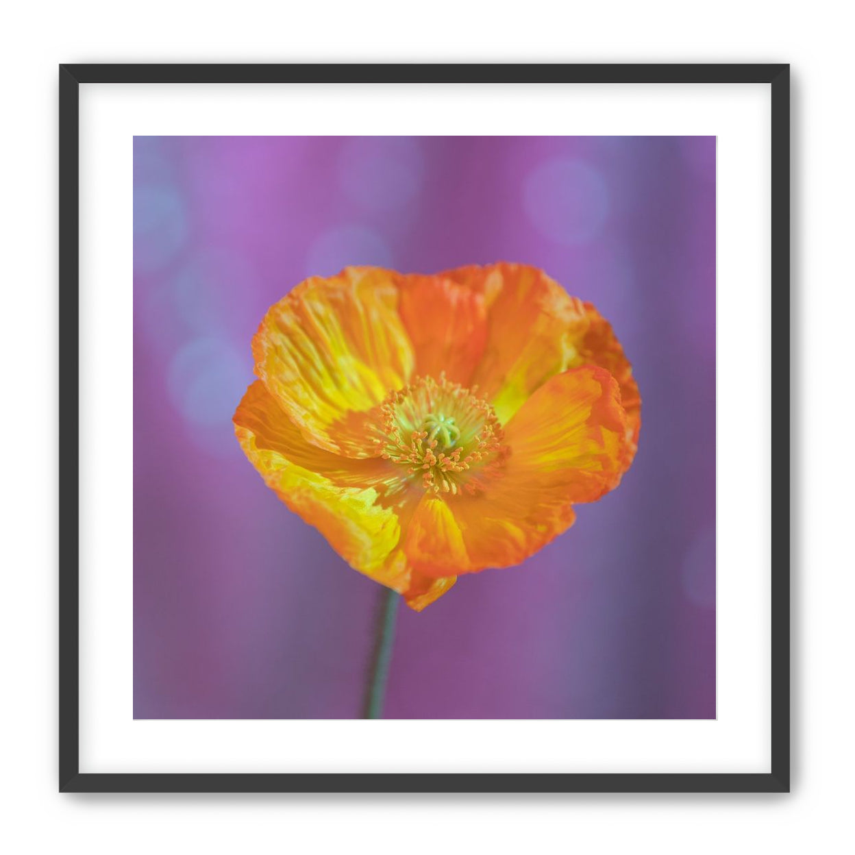 Sweet Poppy