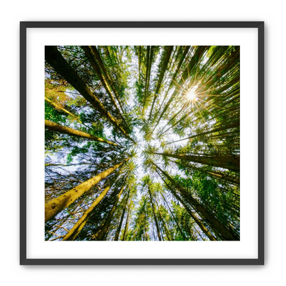 Reaching for the sun