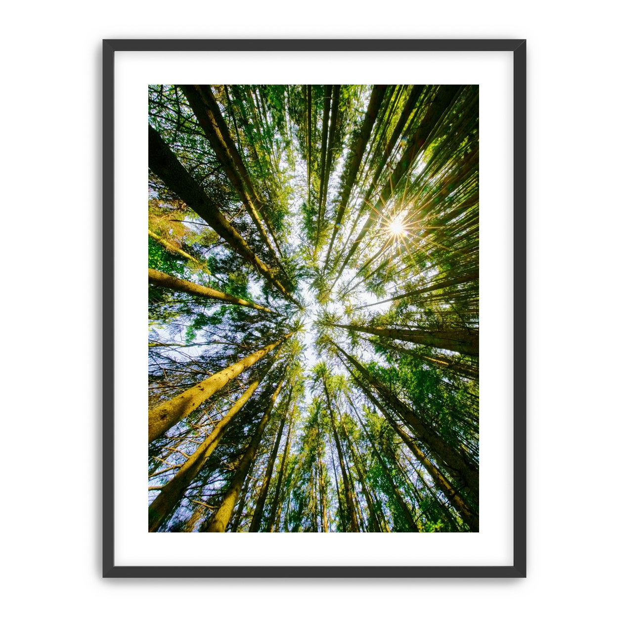 Reaching for the sun