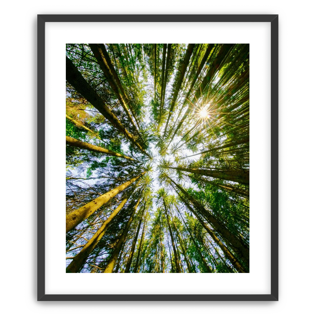 Reaching for the sun